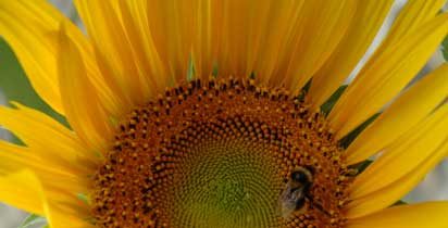 Il girasole